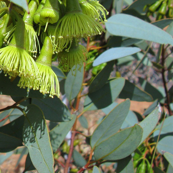zielonyklub.pl: Olejek eukaliptusowy z Eukaliptusa australijskiego (Eucalyptus radiata) - Olejki eteryczne