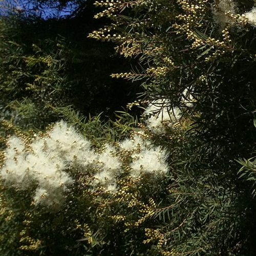 zielonyklub.pl: Olejek z Drzewa herbacianego (Melaleuca alternifolia) - Olejki eteryczne