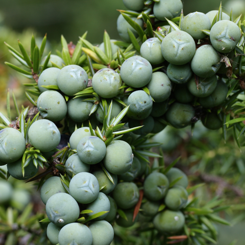 zielonyklub.pl: Jałowiec (Juniperus communis), olejek eteryczny z jagód jałowca, olejek jałowcowy - Olejki eteryczne