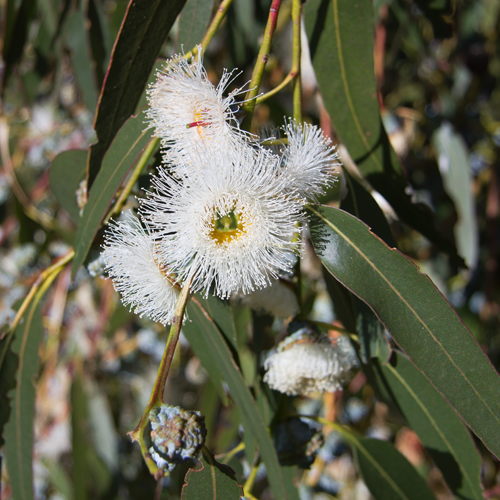 zielonyklub.pl: Olejek eukaliptusowy z Eukaliptusa gałkowego (Eucalyptus globulus) - Olejki eteryczne