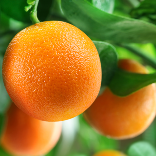 zielonyklub.pl: Olejek pomarańczowy (Citrus sinensis), tłoczony - Olejki eteryczne