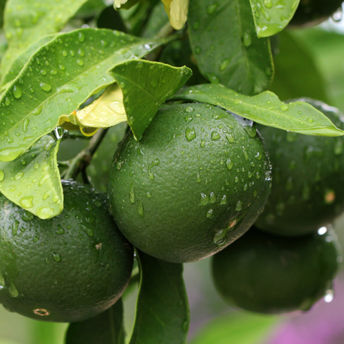 zielonyklub.pl: Olejek limonkowy (Citrus aurantifolia) - Olejki eteryczne