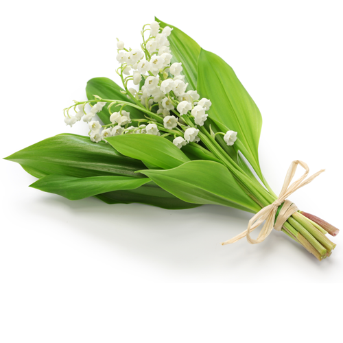 zielonyklub.pl: Lily of the Valley, esencja zapachowa - Zapachy do mydła, kosmetyków i świec