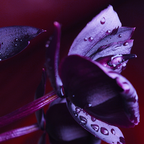 zielonyklub.pl: Black Orchid, esencja zapachowa - Zapachy do mydła, kosmetyków i świec
