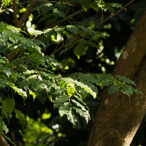 zielonyklub.pl: Balsam peruwiański (Myroxylon balsamum) - Olejki eteryczne