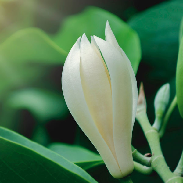 zielonyklub.pl: Olejek magnoliowy (Michelia alba) z kwiatów - Olejki eteryczne