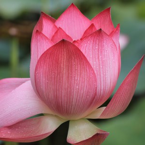 zielonyklub.pl: Indian Lotus, esencja zapachowa - Zapachy do mydła, kosmetyków i świec