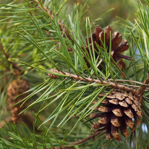 zielonyklub.pl: Olejek sosnowy (Pinus sylvestris) - Olejki eteryczne