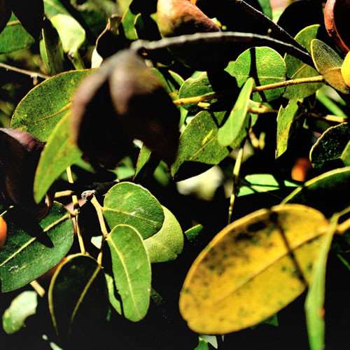zielonyklub.pl: Balsam kopaiwa/copaiba (Copaifera reticulata) - Olejki eteryczne