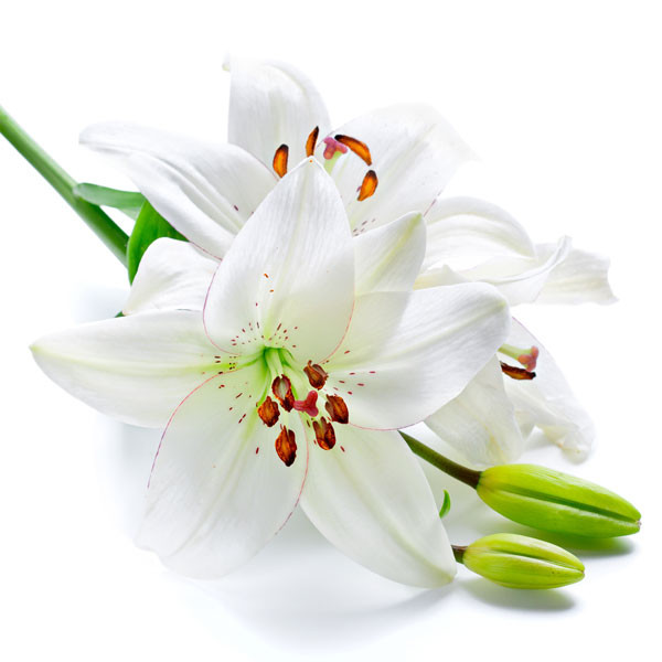 zielonyklub.pl: White Lily & Peach, esencja zapachowa - Zapachy do mydła, kosmetyków i świec