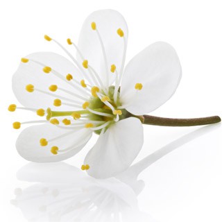 zielonyklub.pl: Cherry Blossom, esencja zapachowa - Zapachy do mydła, kosmetyków i świec