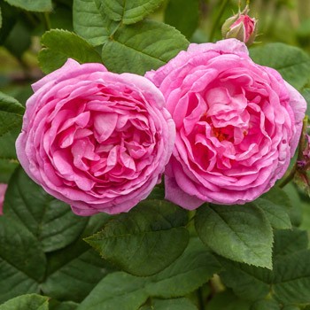 zielonyklub.pl: Olejek różany z róży stulistnej, absolut (Rosa Centifolia) - Olejki eteryczne
