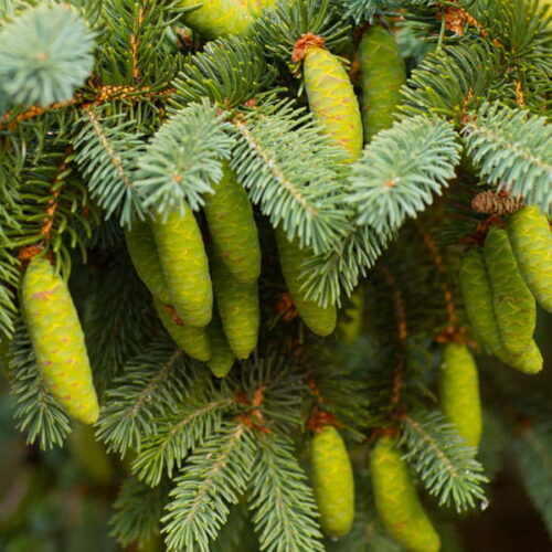 Sosna jednonasienna (pinus edulis) / olejek eteryczny sosnowy edulis