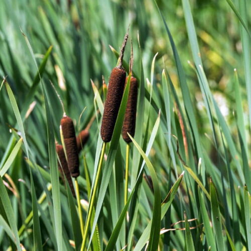 Tatarak (acorus calamus) / olejek eteryczny tatarakowy z kłączy