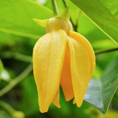 Ylang III (cananga odorata) / olejek eteryczny ylang (trzeciej fazy destylacji)