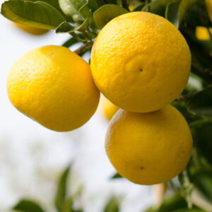 Yuzu (citrus junos) / olejek eteryczny yuzu tłoczony