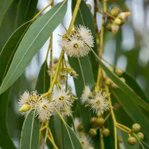 Eukaliptus 80% (eucalyptus globulus) / olejek eteryczny eukaliptusowy, 80%