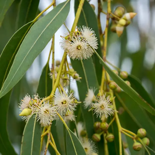 Eukaliptus 80% (eucalyptus globulus) / olejek eteryczny eukaliptusowy, 80%