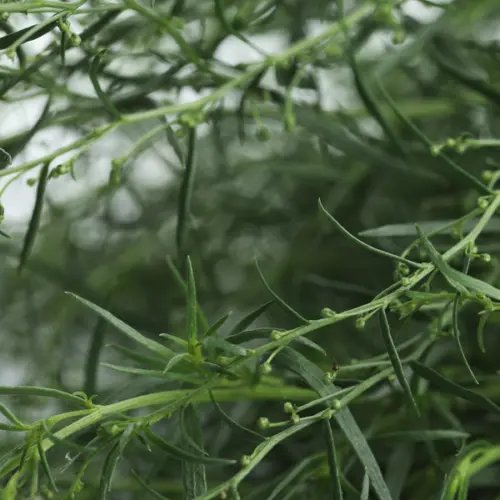 Estragon (artemisia dracunculus) / olejek eteryczny estragonowy