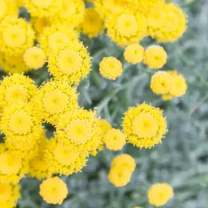 Olejek eteryczny z kocanki włoskiej (Helichrysum italicum (Roth) G. Don),