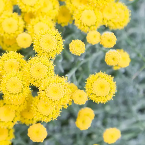 Olejek eteryczny z kocanki włoskiej (Helichrysum italicum (Roth) G. Don),