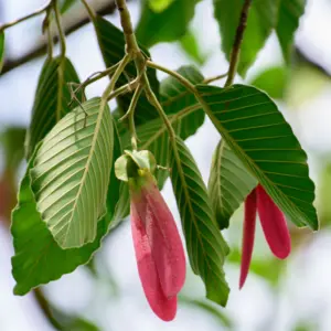 Balsam gurjun (dipterocarpus turbinatus) / olejek eteryczny gurjunowy