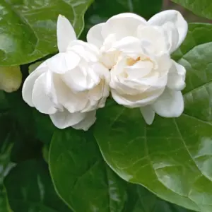 Jaśmin sambac (jasminum sambac) / olejek absolut jaśminowy sambac