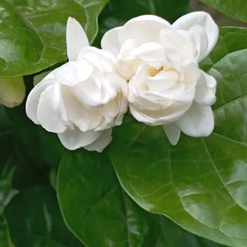 Jaśmin sambac (jasminum sambac) / olejek absolut jaśminowy sambac