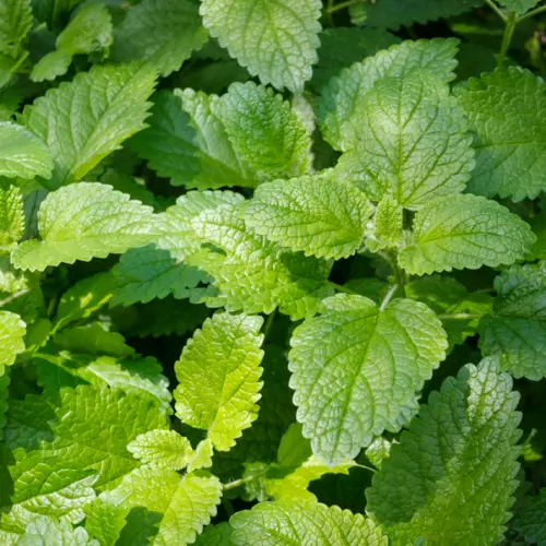 Melisa (melissa officinalis) / olejek eteryczny melisowy
