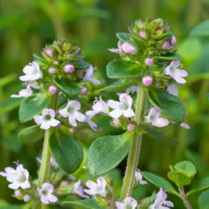 Tymianek cytrynowy (thymus citriodorus) / olejek eteryczny tymiankowy cytrynowy