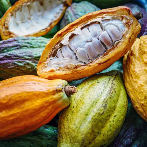 Kakaowiec (Theobroma cacao) / olejek absolut kakaowy