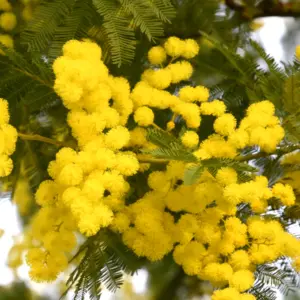 Mimoza (acacia dealbata) / olejek absolut mimozowy (z kwiatów)