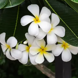 Frangipani (plumeria alba) / olejek absolut frangipani absolut