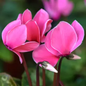 Fiołek alpejski (cyclamen europaeum) / olejek absolut cyklamenowy