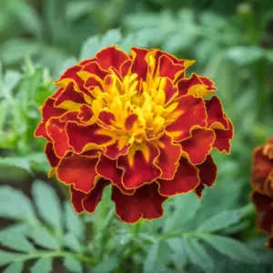 Aksamitka (tagetes erecta) /olejek eteryczny aksamitkowy