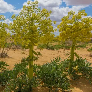 Galbanum (ferula gummosa) / olejek eteryczny galbanowy
