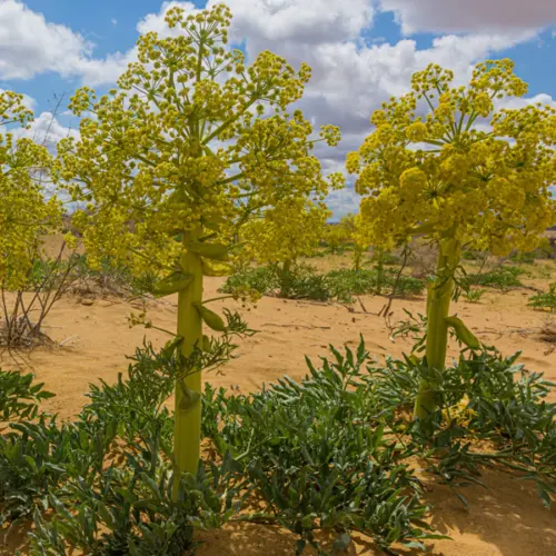 Galbanum (ferula gummosa) / olejek eteryczny galbanowy