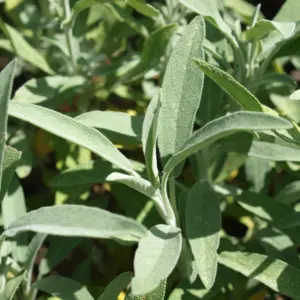 Szałwia lawendolistna (salvia lavandulifolia) / olejek eteryczny szałwiowy hiszpański