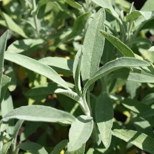 Szałwia lawendolistna (salvia lavandulifolia) / olejek eteryczny szałwiowy hiszpański