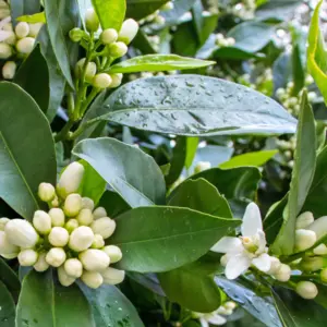 Petitgrain kwiatowy (citrus × aurantium) / olejek eteryczny petigrain kwiatowy (z gorzkiej pomarańczy)