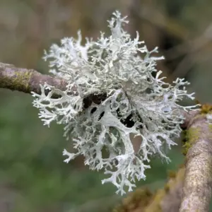 Mech dębowy (evernia prunastri) / olejek absolut mchu dębowego