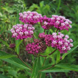 Kozłek lekarski (valeriana officinalis) / olejek eteryczny walerianowy