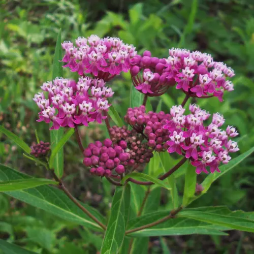 Kozłek lekarski (valeriana officinalis) / olejek eteryczny walerianowy