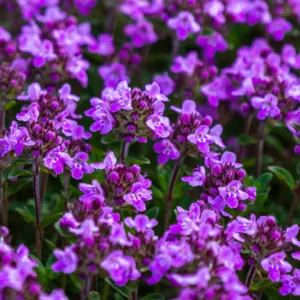 Tymianek czerwony (thymus vulgaris) / olejek eteryczny tymiankowy czerwony