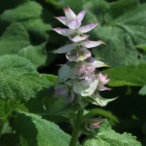 Szałwia muszkatołowa (salvia sclarea) / olejek eteryczny szałwiowy muszkatołowy