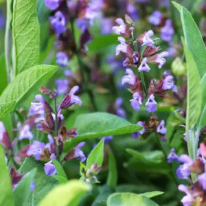 Szałwia lekarska (salvia officinalis) / olejek eteryczny szałwiowy