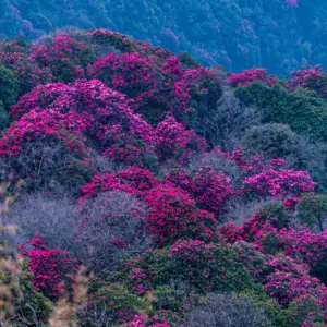 Różanecznik wonny (rhododendron anthopogon) / olejek eteryczny różanecznikowy