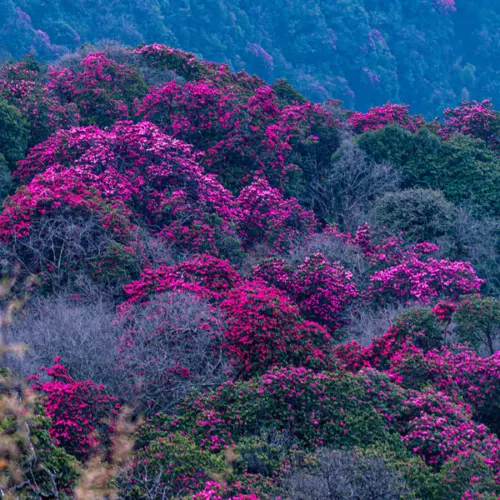 Różanecznik wonny (rhododendron anthopogon) / olejek eteryczny różanecznikowy