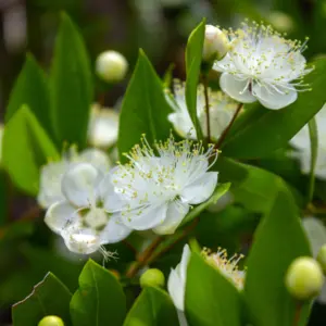 Mirt zielony (myrtus communis) / olejek eteryczny mirtowy zielony