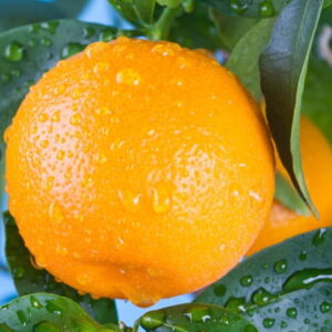 Mandarynka (citrus reticulata) / olejek eteryczny mandarynkowy tłoczony